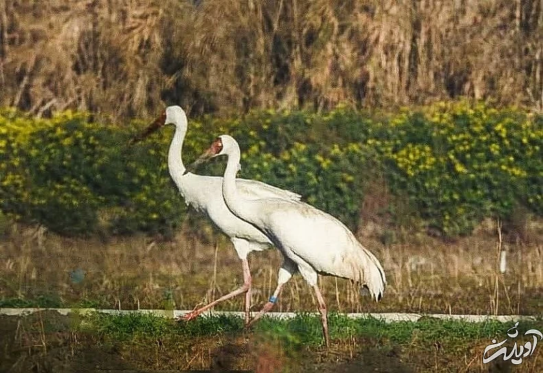 عکس | پیاده روی عاشقانه اُمید و رویا در کنار هم در تالاب فریدون‌کنار